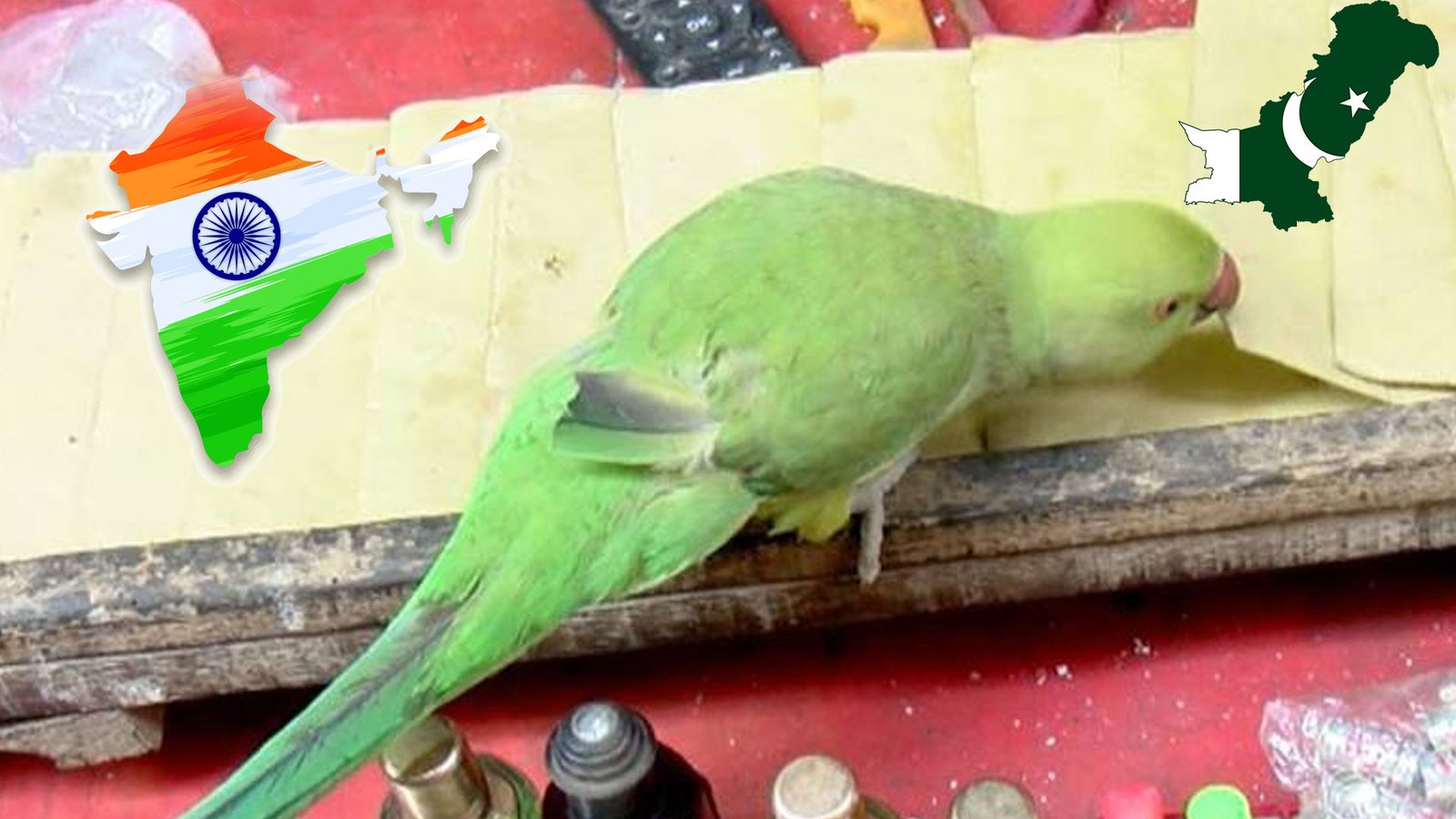 Lahore Parrot Fun