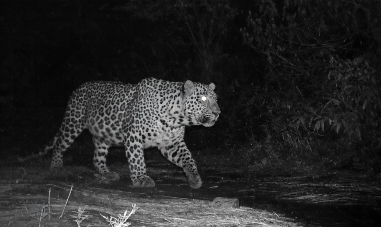 Leopard