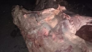 Punjab Food Authority