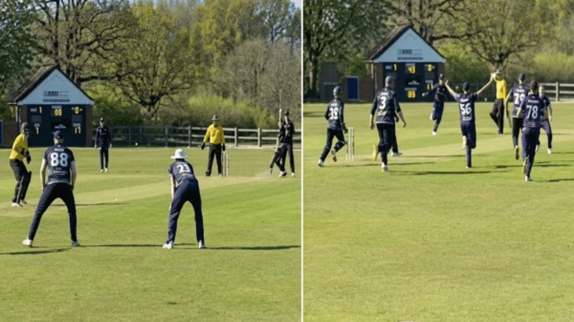 Cricket