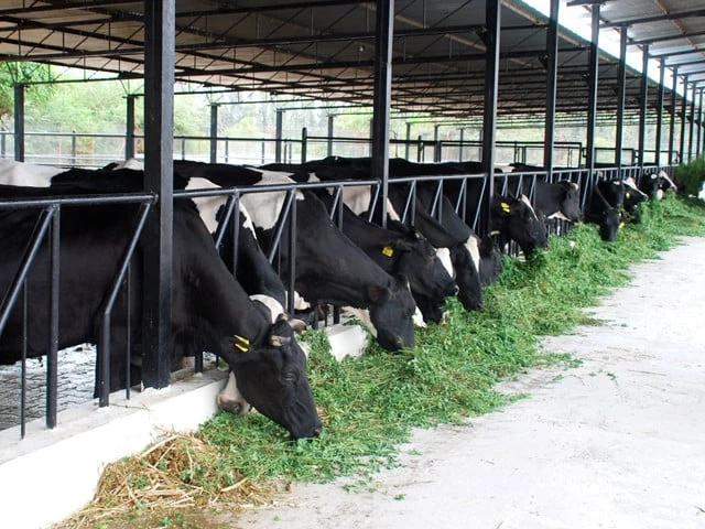 Dairy