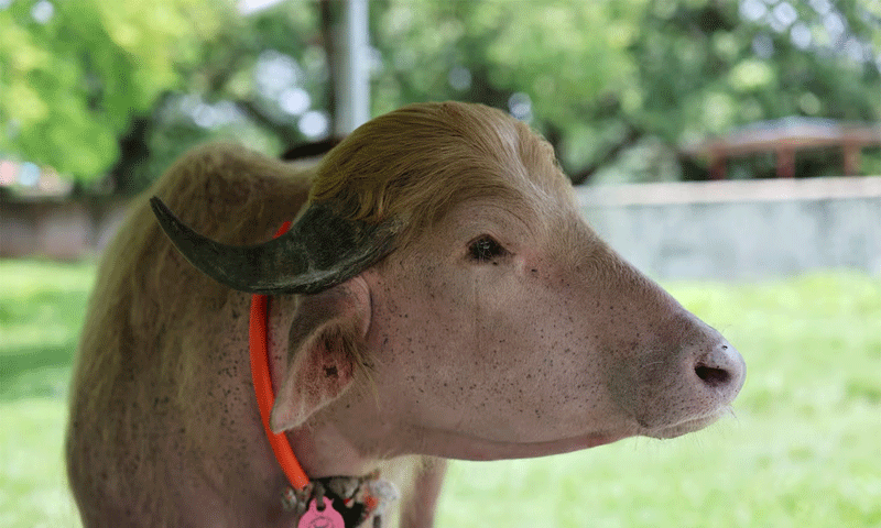 Buffalo