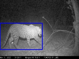 Leopard