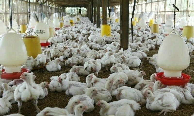 Poultry