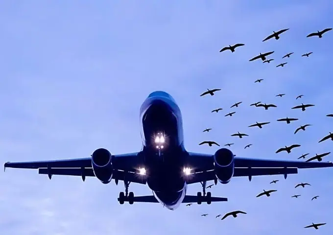 Bird Strike