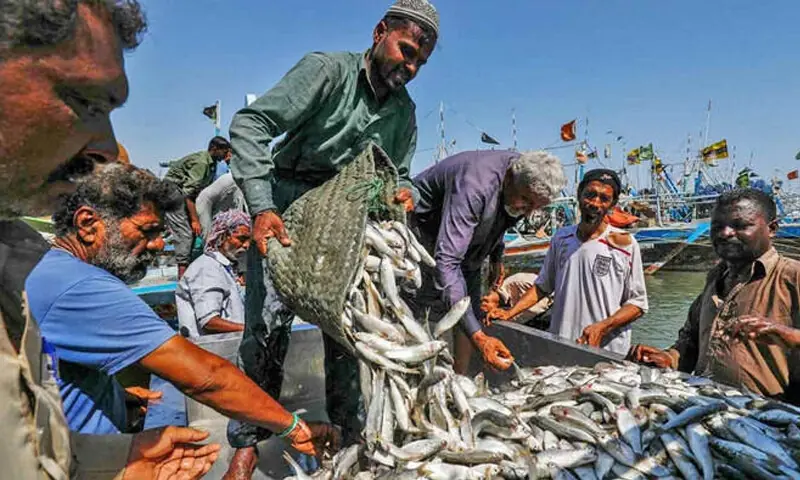 Pakistan Breaks All Records as Seafood Exports Soar to Historic $568 Million Pakistan