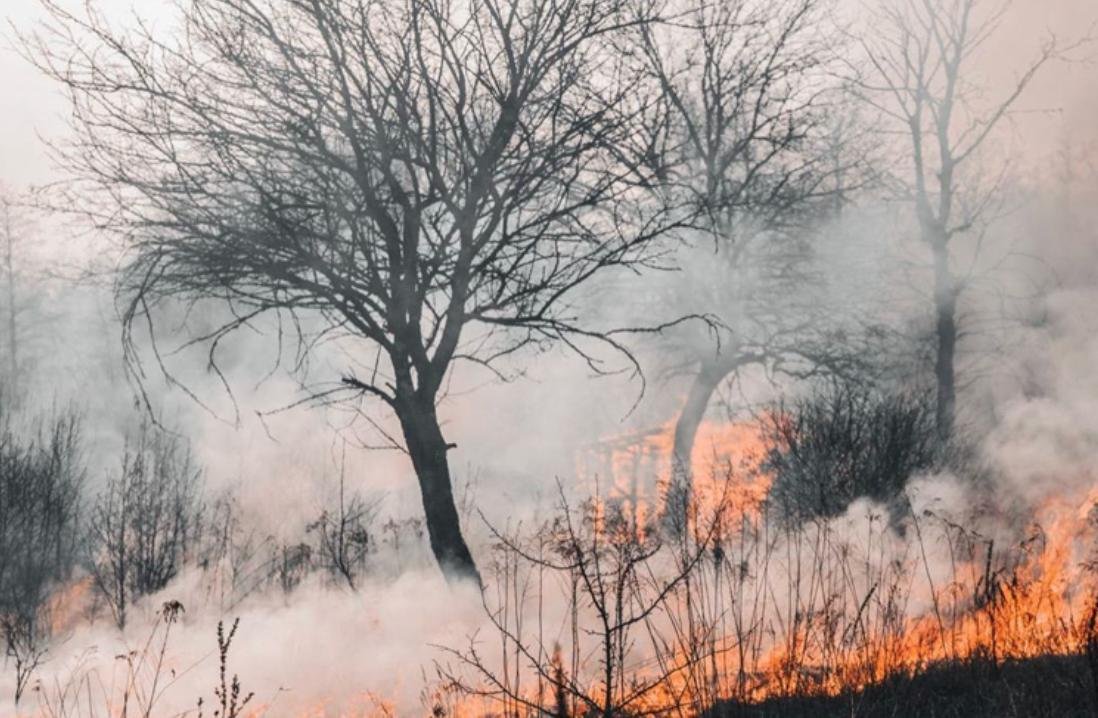 Wildfire