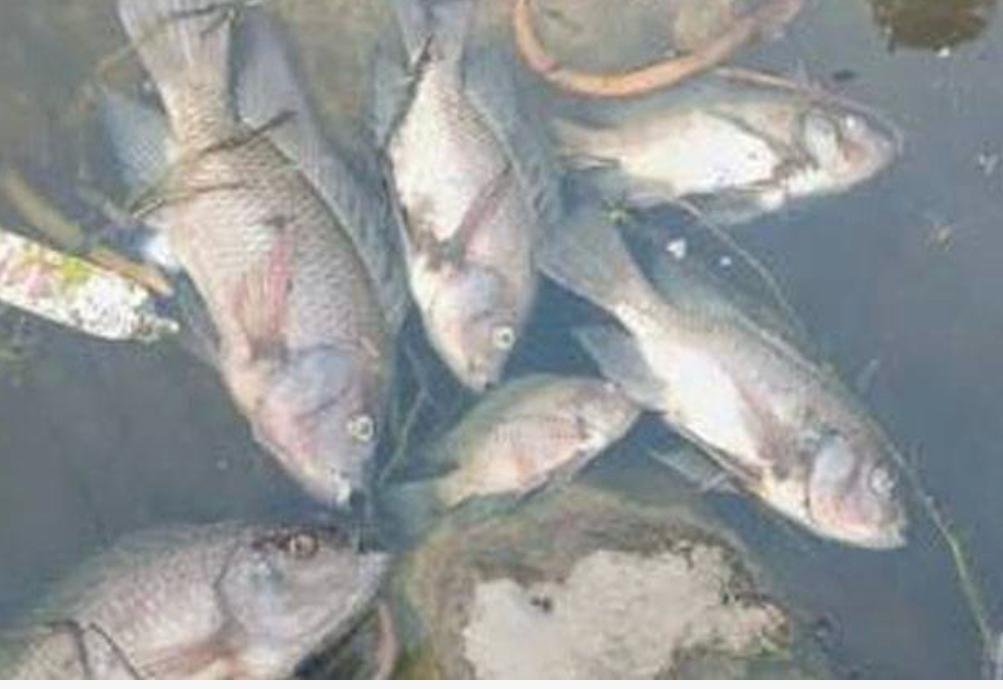 Thousands of Fish Found Dead in Rawal Dam, Investigation Launched Into Possible Cause Rawal Dam