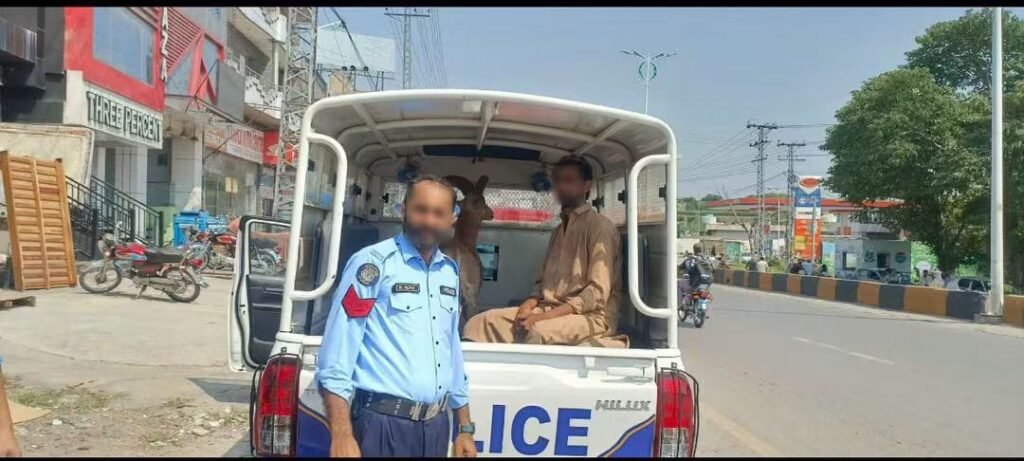 IWMB officials recover an illegal Urial trophy from a shop in Barakahu, Islamabad, during a routine patrol.