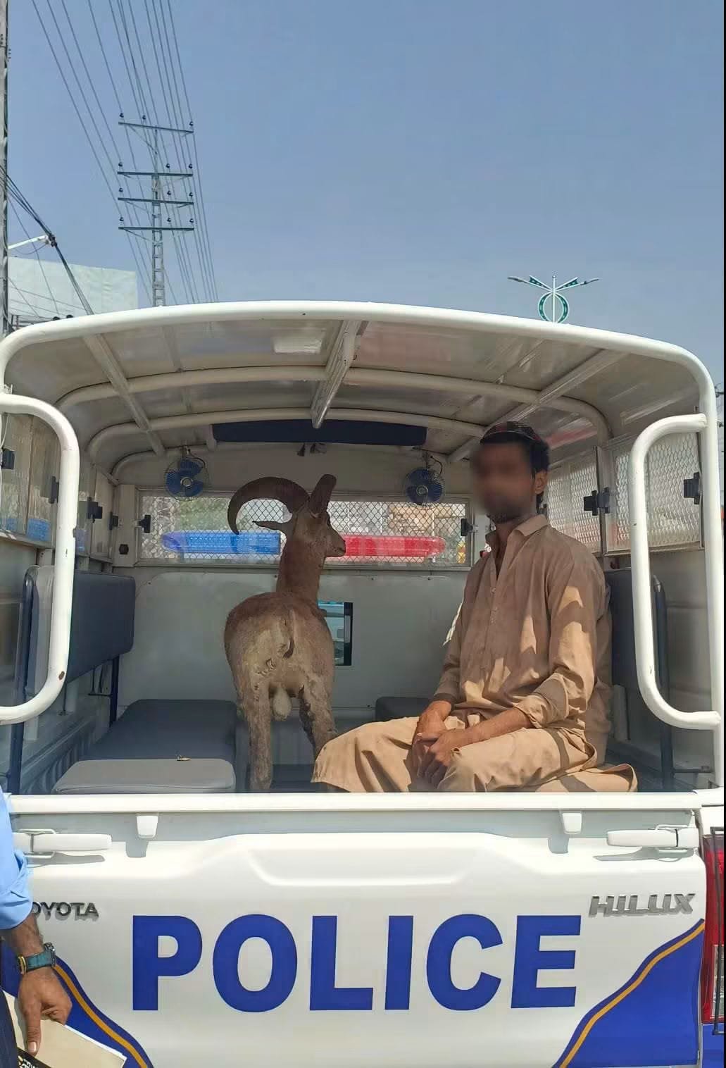 IWMB officials recover an illegal Urial trophy from a shop in Barakahu, Islamabad, during a routine patrol.