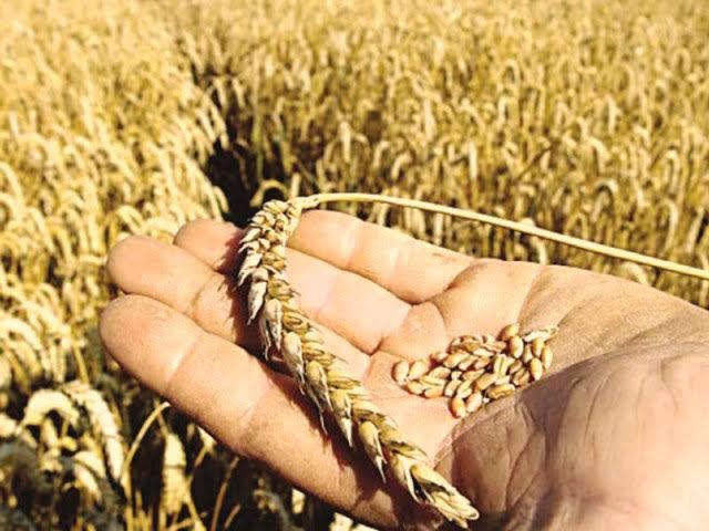 Wheat Price Raised by Rs 1,000 as Government Seeks to Encourage Farmers Prime Minister Shehbaz Sharif announces a proposed wheat price of Rs 4,500 per maund for 2027 as Pakistan seeks to support farmers and increase domestic wheat production.